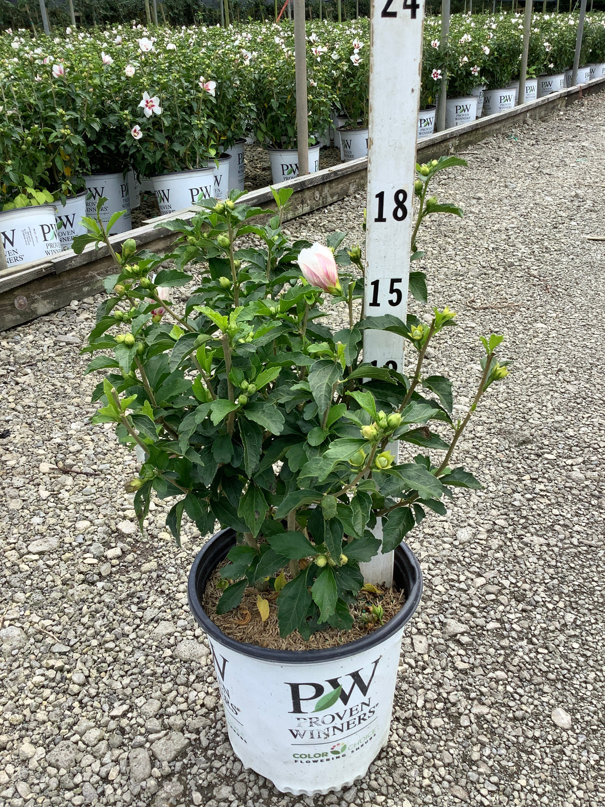 Lil' Kim Rose of Sharon shrub in a Proven Winners #2 container with pink double buds and green foliage at a nursery.