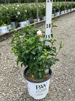 Lil' Kim Rose of Sharon shrub in a Proven Winners #2 container with pink double buds and green foliage at a nursery.