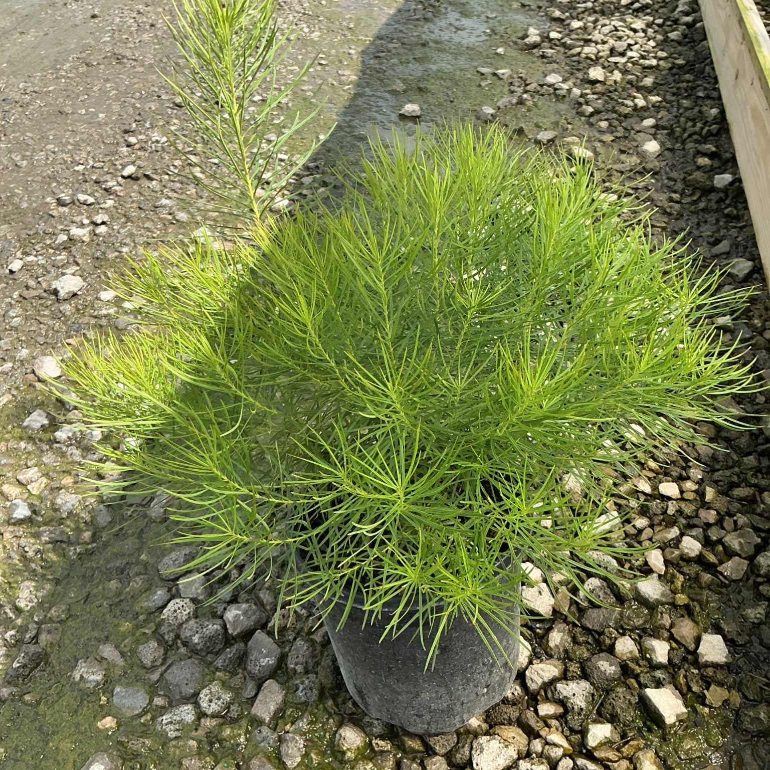 Amsonia hubrichtii Hubricht's Bluestar in a #1 container showing lush, fine-textured bright green foliage.