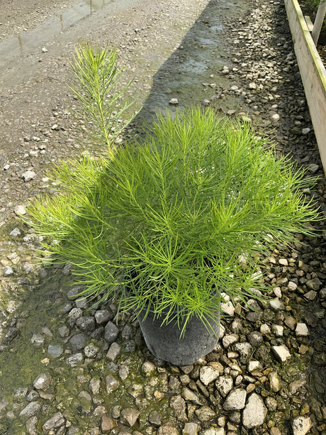 Amsonia hubrichtii Hubricht's Bluestar in a #1 container showing lush, fine-textured bright green foliage.