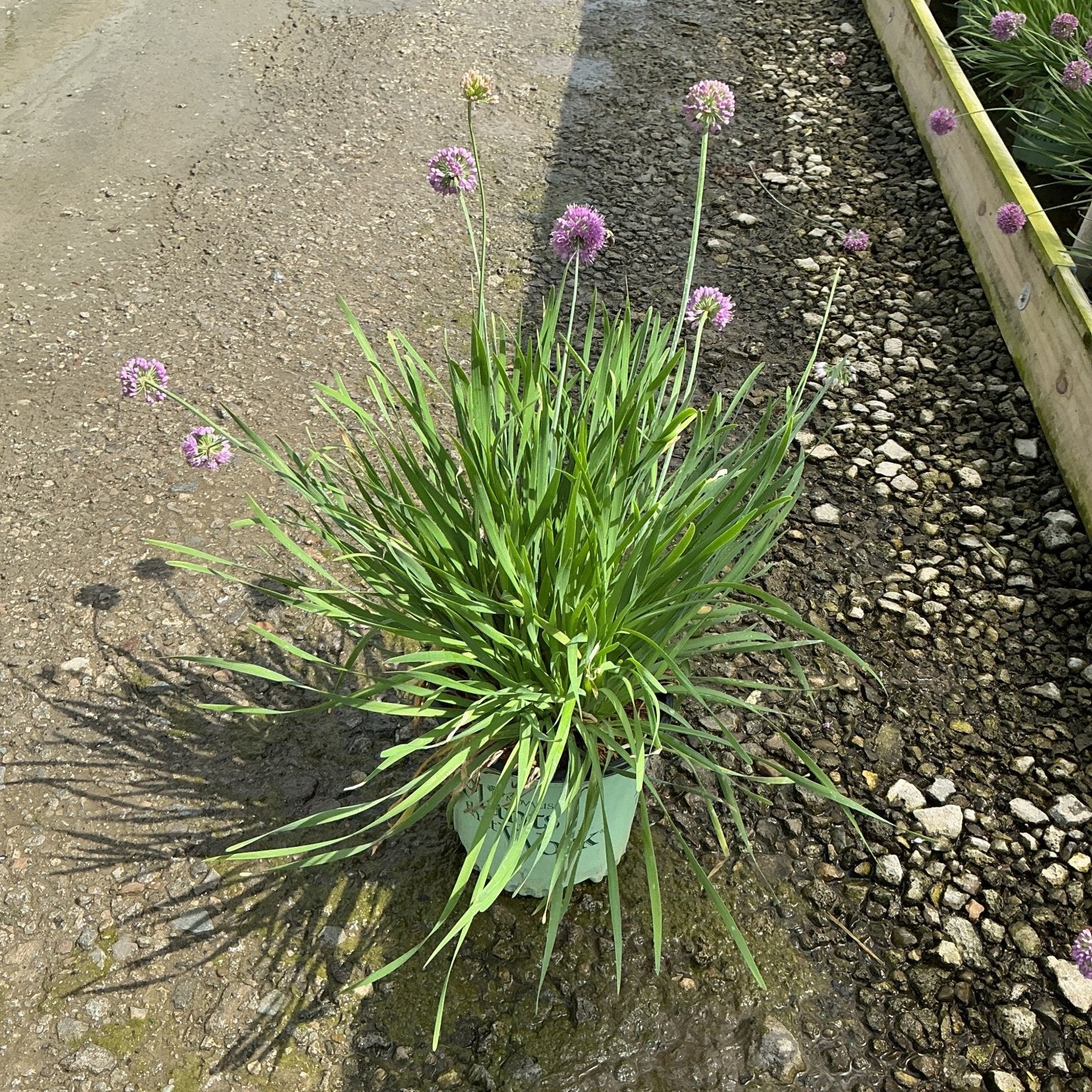 Allium Medusa plant in a container displaying slender green foliage and round purple flower heads on tall stems.