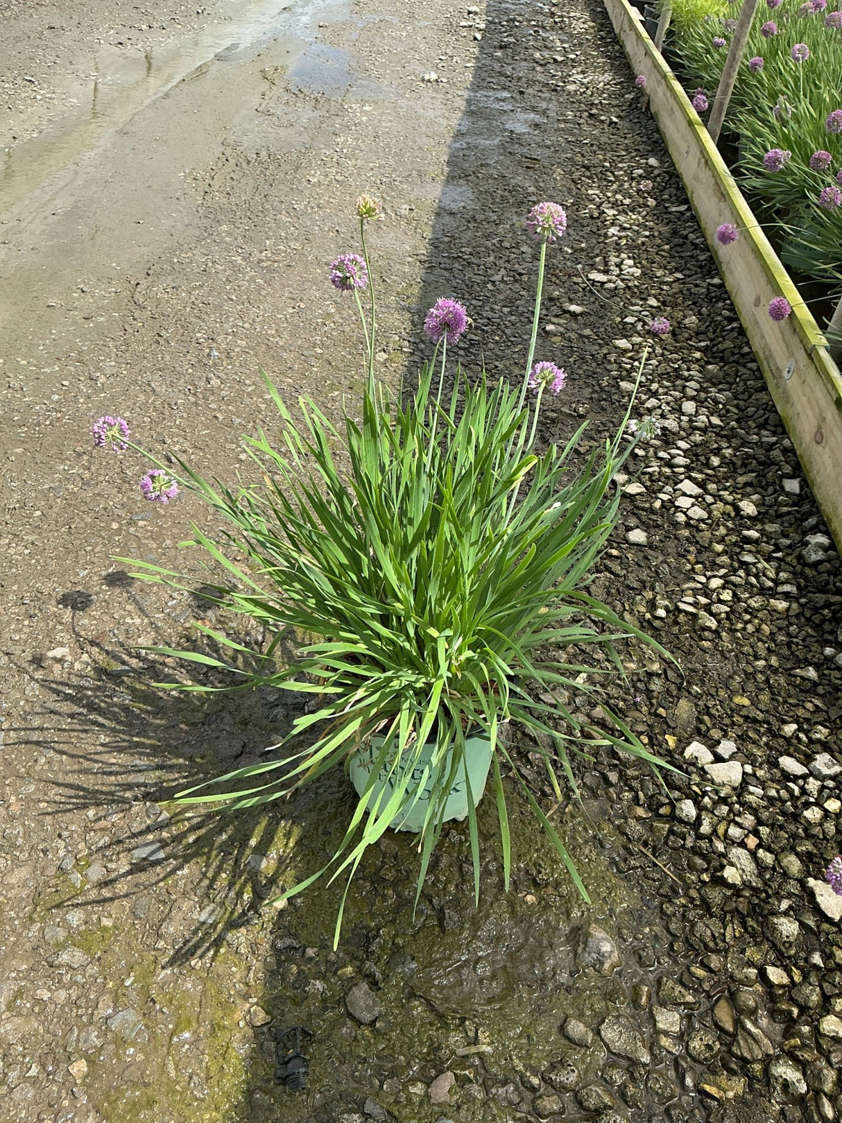Allium Medusa plant in a container displaying slender green foliage and round purple flower heads on tall stems.