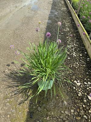Allium Medusa plant in a container displaying slender green foliage and round purple flower heads on tall stems.