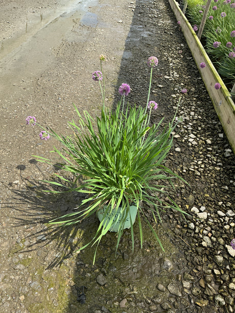 Allium Medusa plant in a container displaying slender green foliage and round purple flower heads on tall stems.