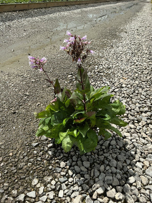 Husker Red Penstemon plant with pink tubular blooms and deep burgundy foliage growing in a gravel nursery bed.