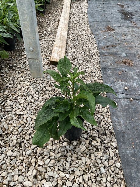 Magnus Purple Coneflower in a #1 nursery container, showing lush dark green foliage before bloom, set on gravel.
