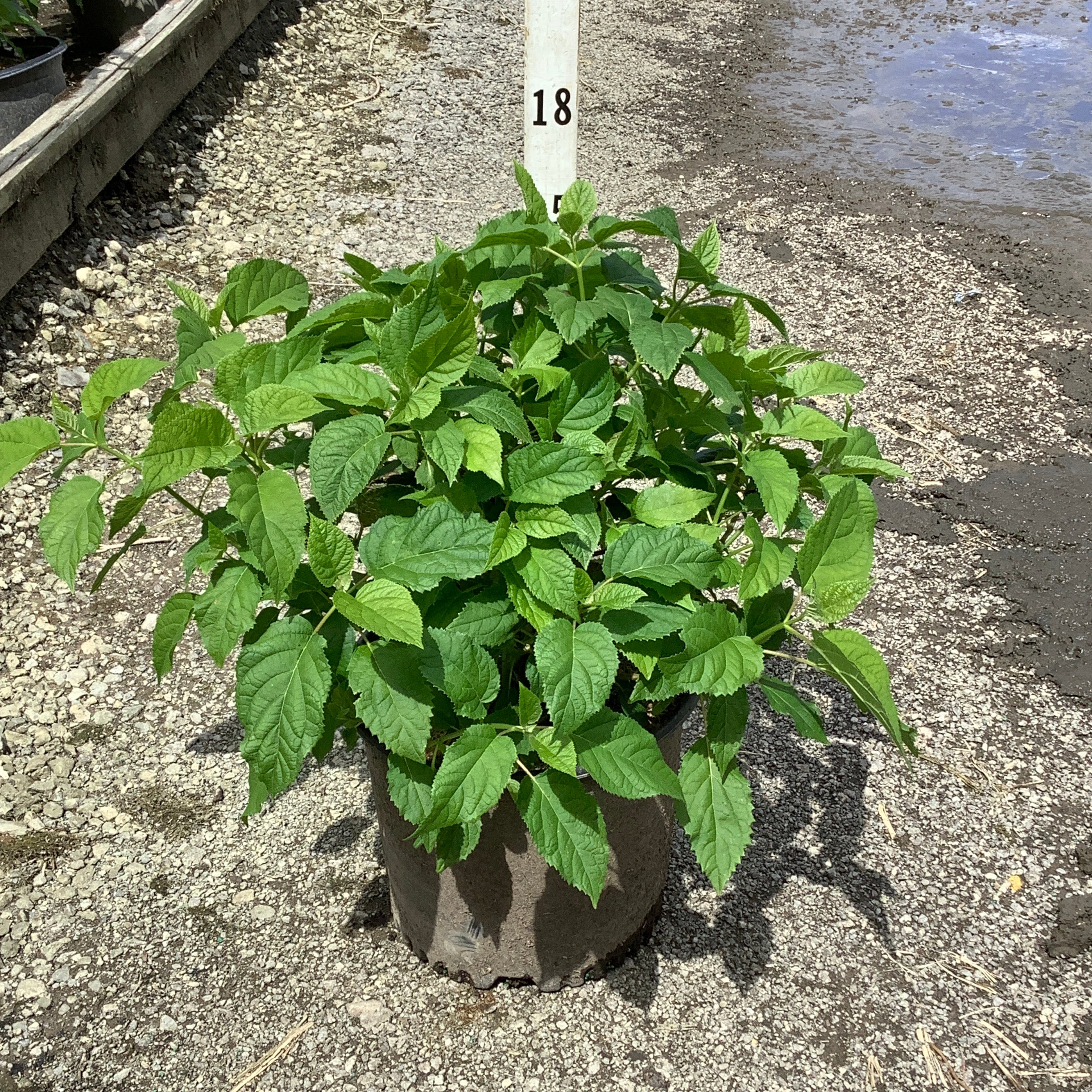 Annabelle Hydrangea shrub in a #3 container showing lush green foliage, displayed at a nursery on gravel.