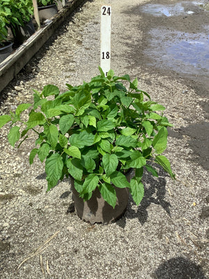 Annabelle Hydrangea shrub in a #3 container showing lush green foliage, displayed at a nursery on gravel.