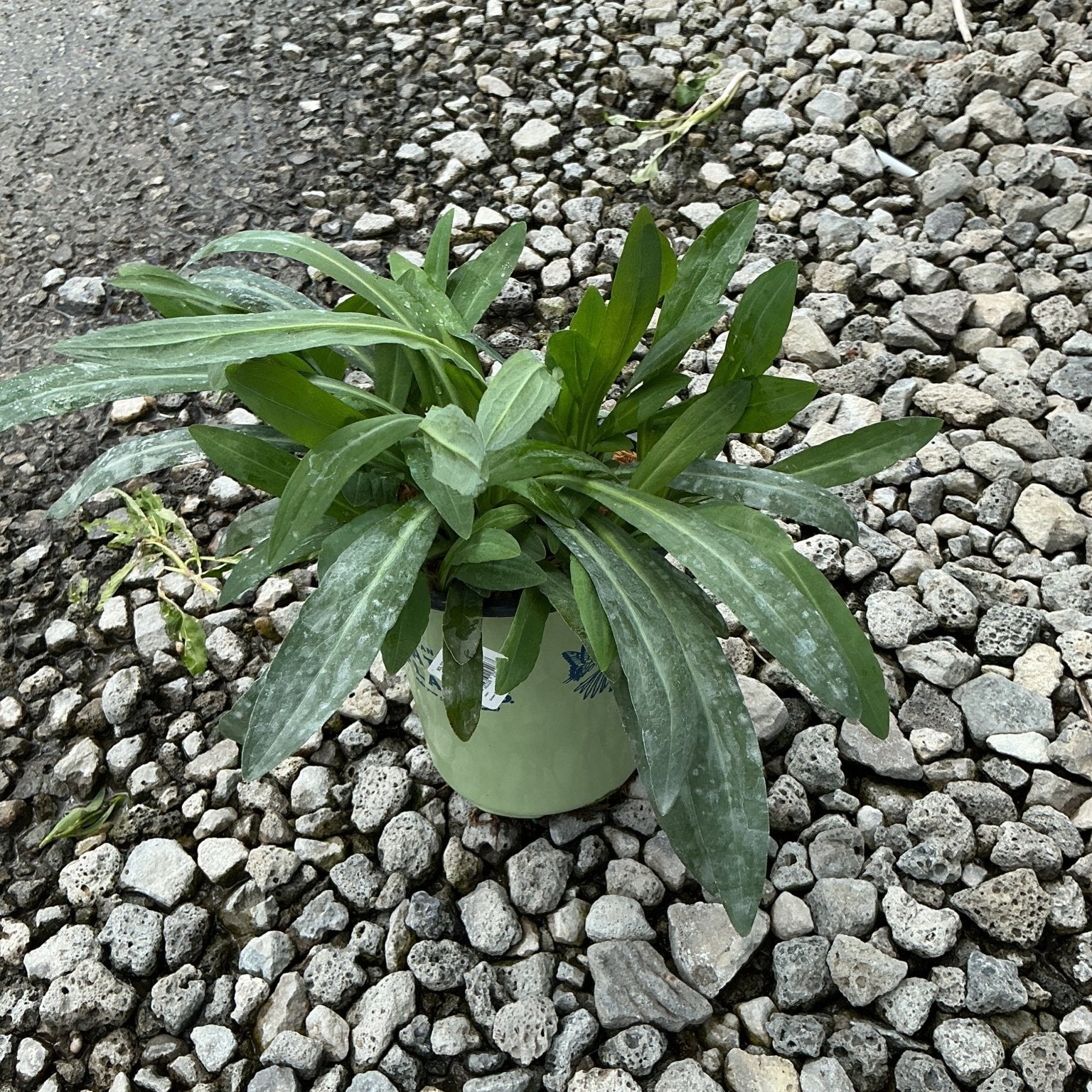 Snowbank False Aster in a small green nursery container, showing dense rosette of elongated green foliage on gravel.