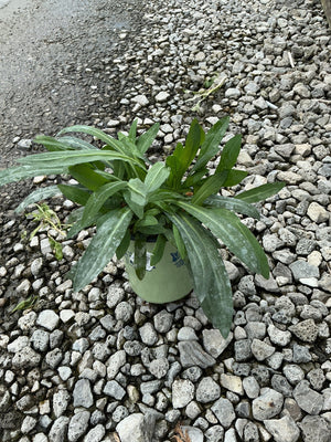 Snowbank False Aster in a small green nursery container, showing dense rosette of elongated green foliage on gravel.