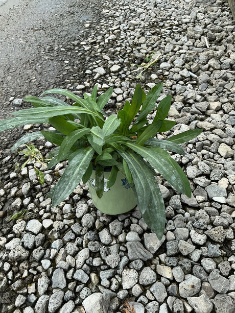 Snowbank False Aster in a small green nursery container, showing dense rosette of elongated green foliage on gravel.