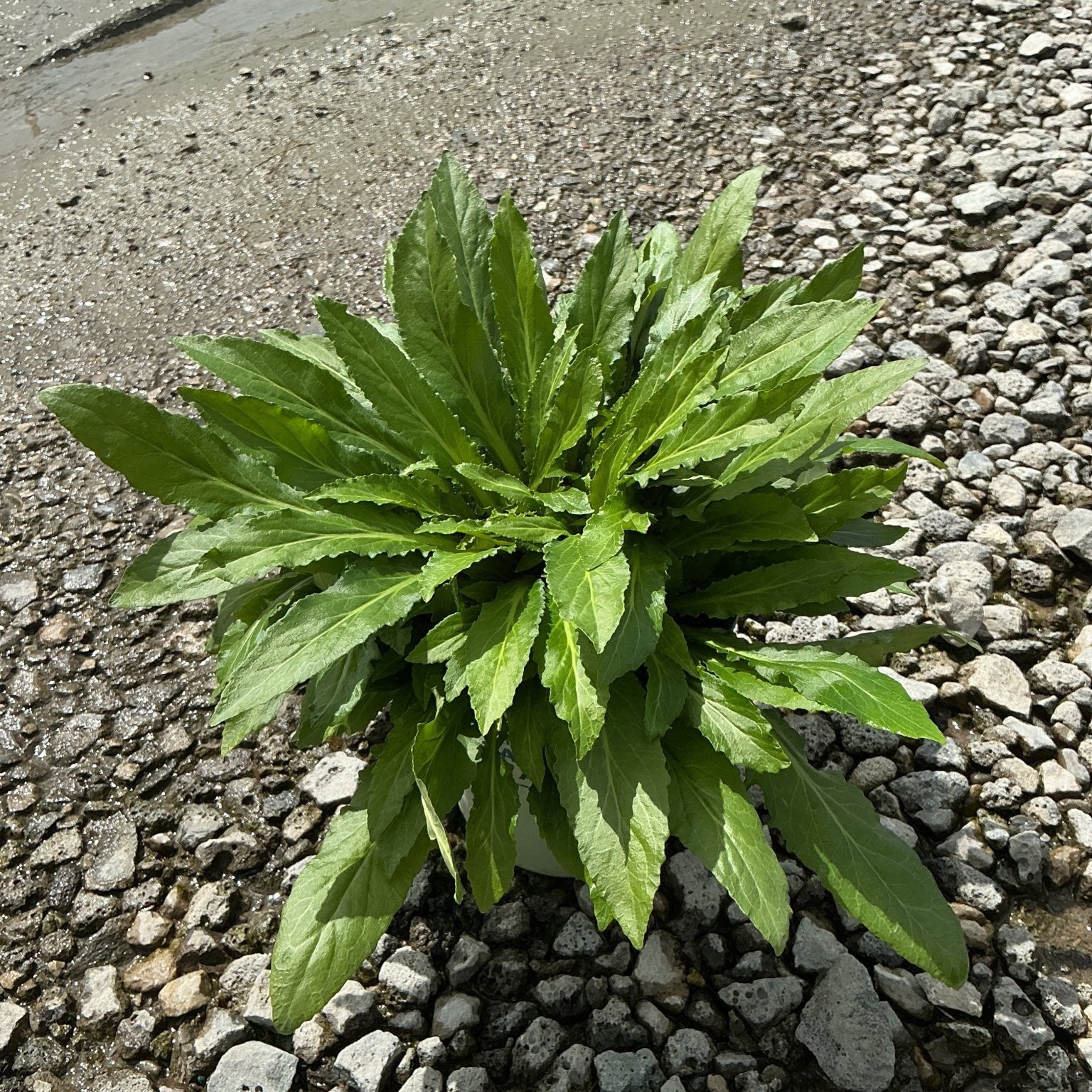 Cardinal Flower Lobelia cardinalis in a #1 container showing a rosette of dark green serrated foliage on gravel.