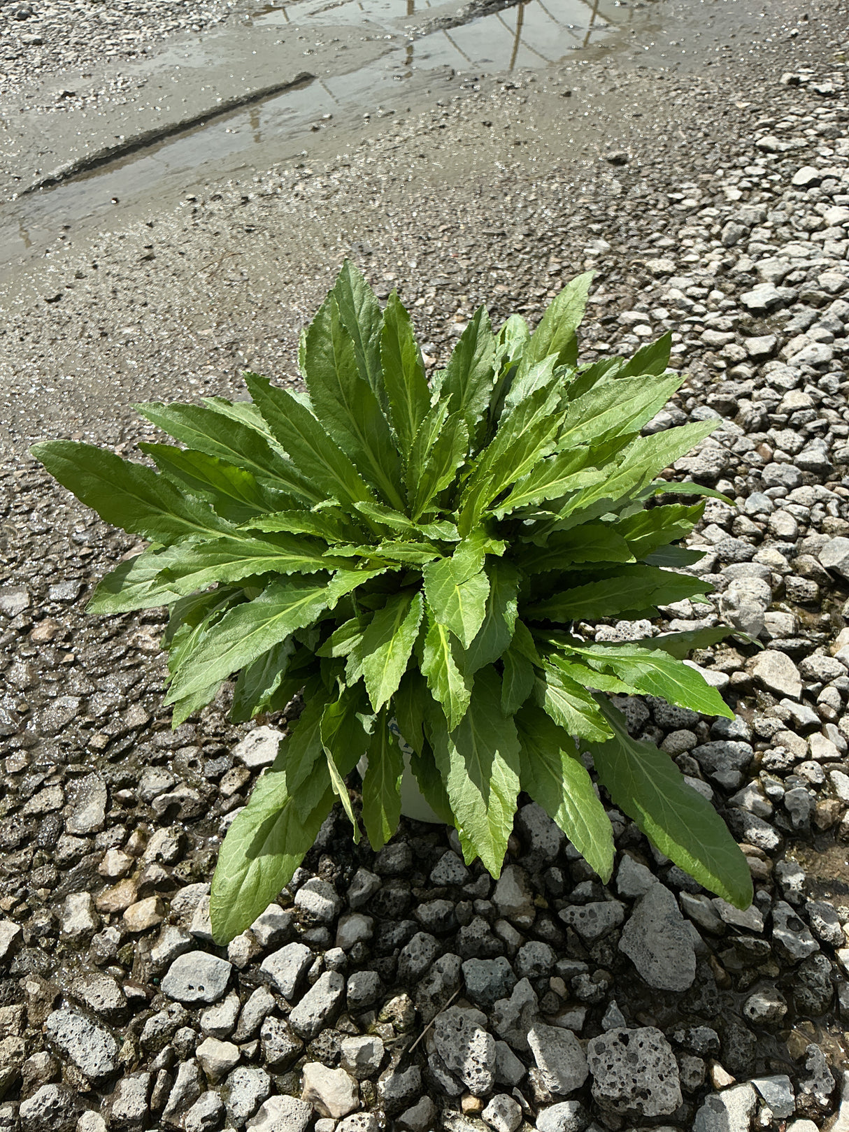 Cardinal Flower Lobelia cardinalis in a #1 container showing a rosette of dark green serrated foliage on gravel.