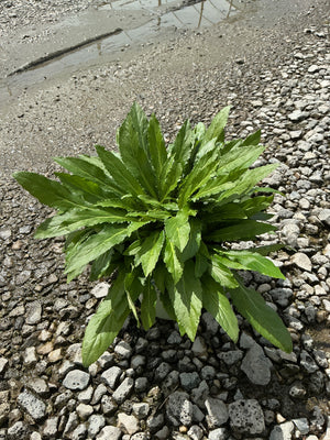 Cardinal Flower Lobelia cardinalis in a #1 container showing a rosette of dark green serrated foliage on gravel.