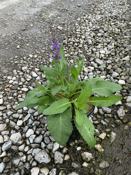 May Night Salvia in a nursery container displaying deep violet flower spikes above broad green foliage, set on gravel.