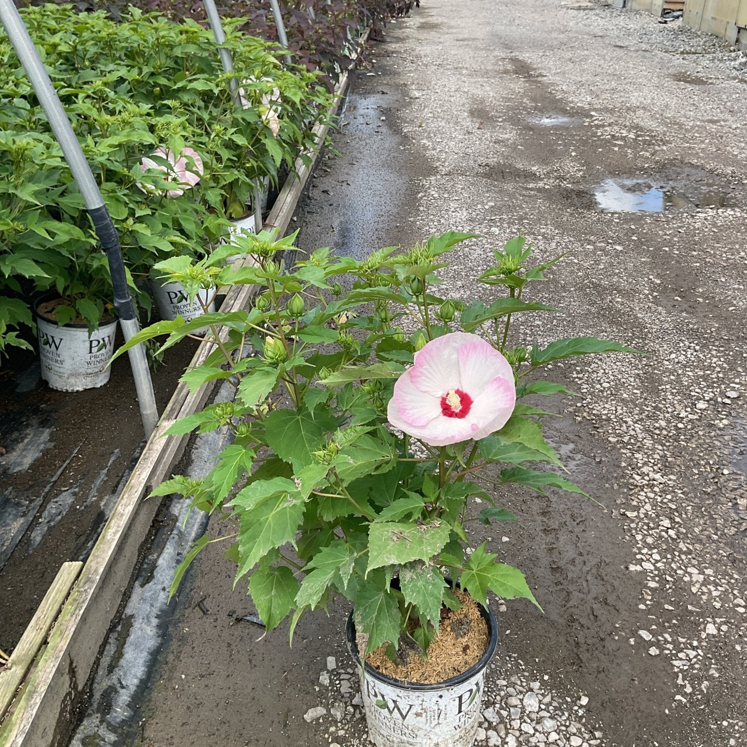 Summerific Ballet Slippers Rose of Sharon in a #2 container with a large pink and white bloom at a nursery.