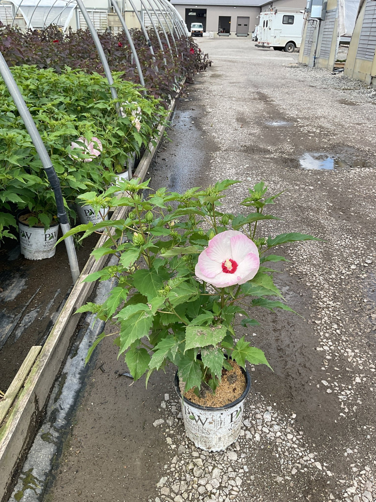 Summerific Ballet Slippers Rose of Sharon in a #2 container with a large pink and white bloom at a nursery.