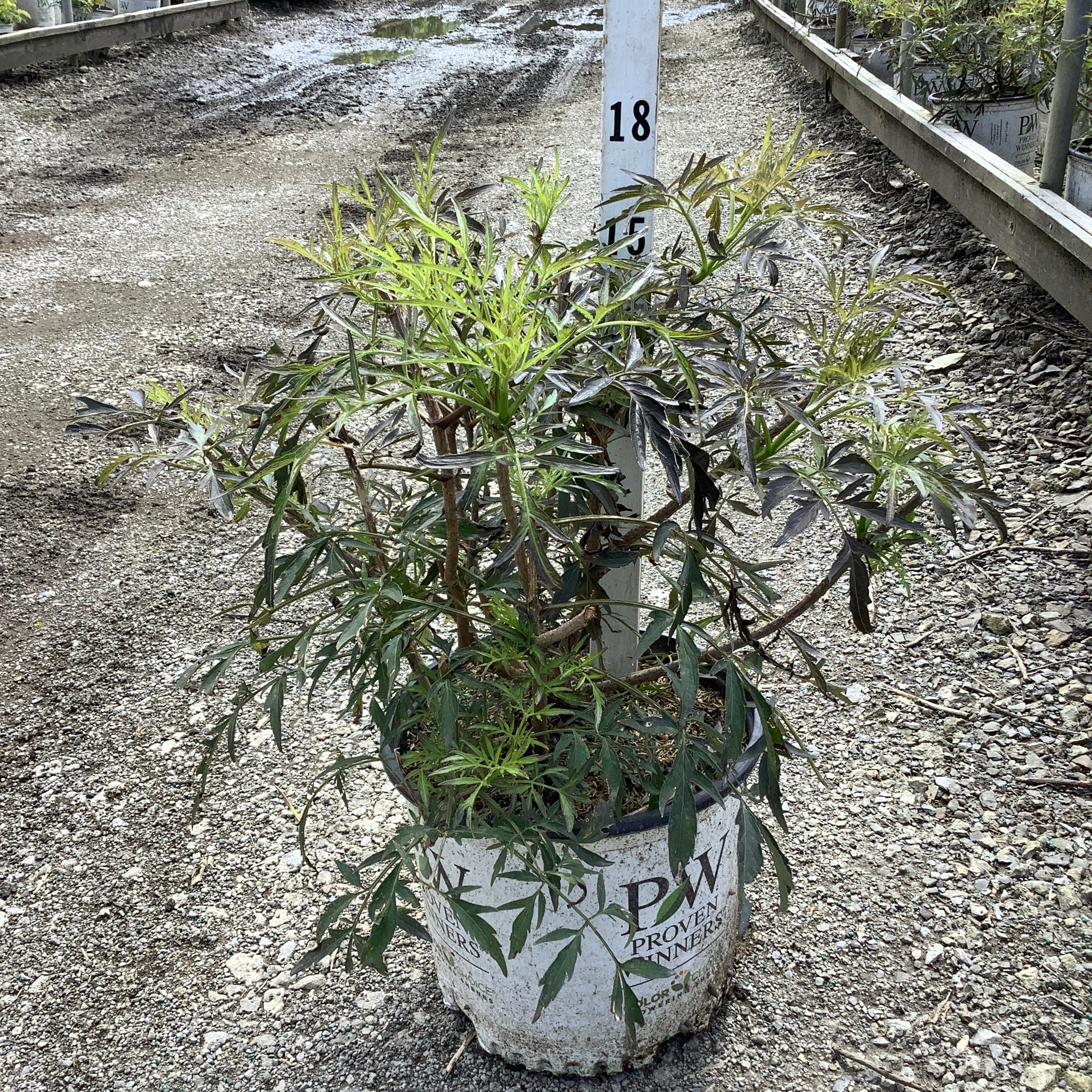 Black Lace Elderberry shrub in a Proven Winners #3 container at a nursery, showing deeply cut dark green foliage.