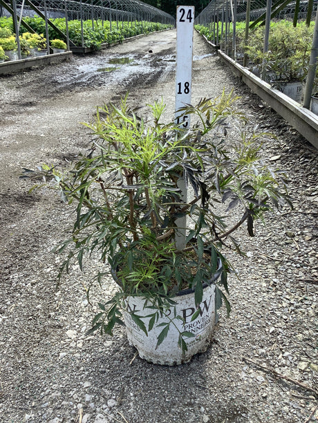 Black Lace Elderberry shrub in a Proven Winners #3 container at a nursery, showing deeply cut dark green foliage.