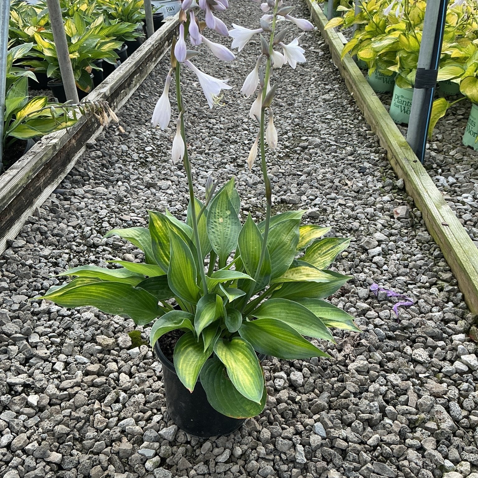 Paul's Glory Hosta in a black nursery pot with variegated green and gold foliage and tall lavender flower spikes.