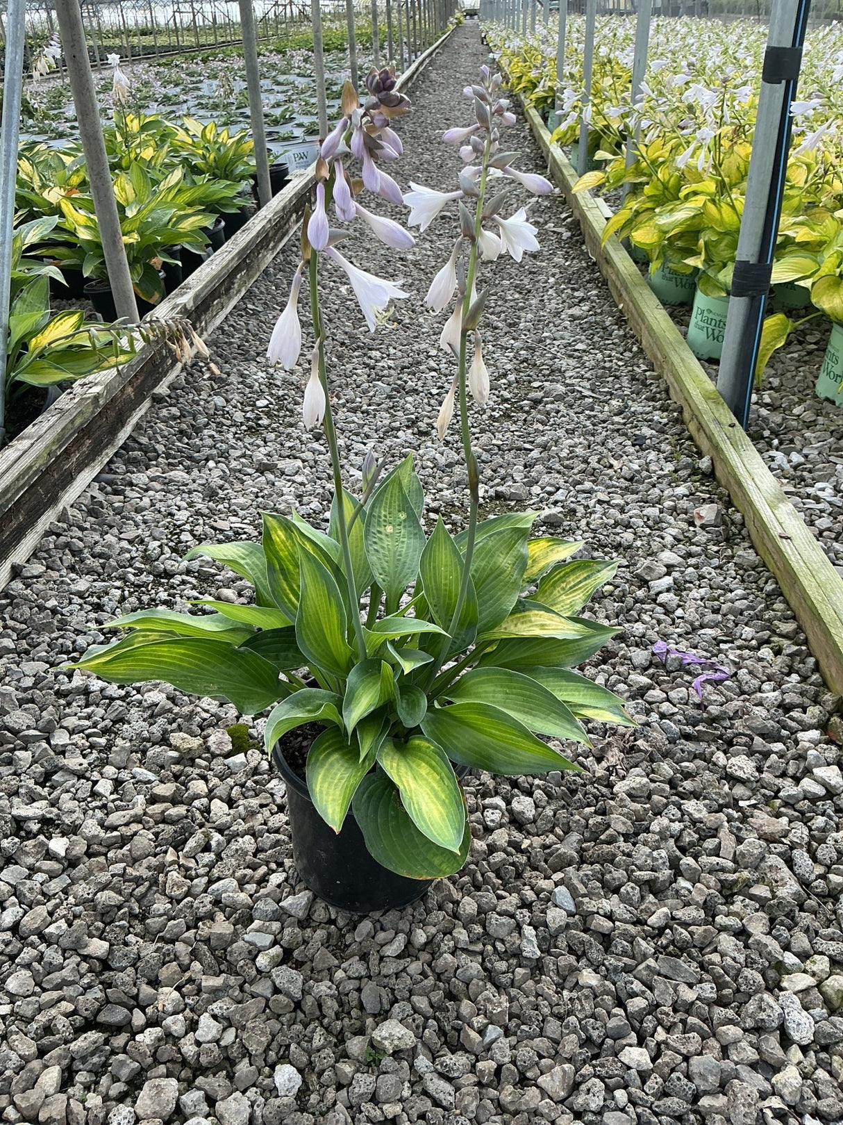 Paul's Glory Hosta in a black nursery pot with variegated green and gold foliage and tall lavender flower spikes.