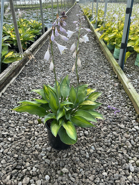 Paul's Glory Hosta in a black nursery pot with variegated green and gold foliage and tall lavender flower spikes.