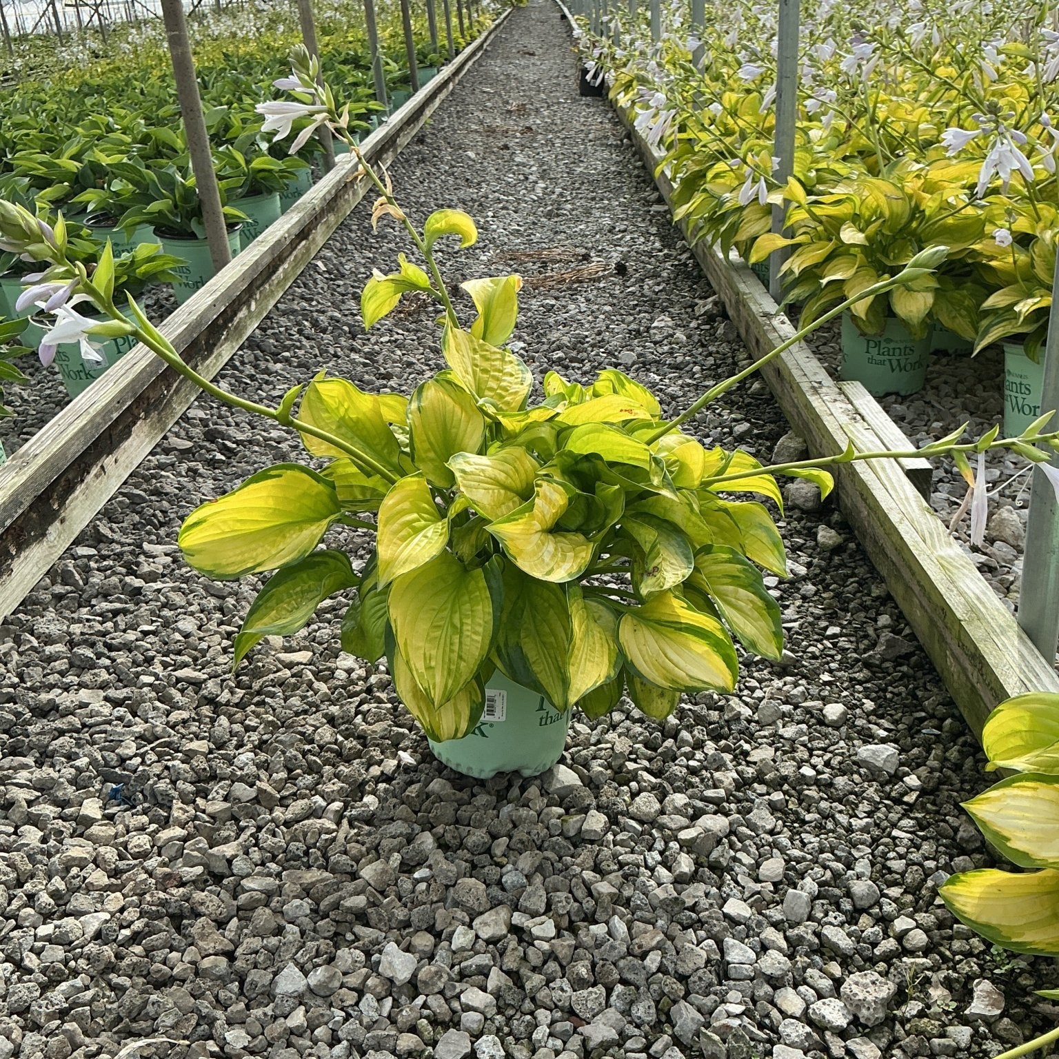 Stained Glass Hosta in a #1 container displaying bright gold and green variegated foliage with emerging flower stalks in a greenhouse.