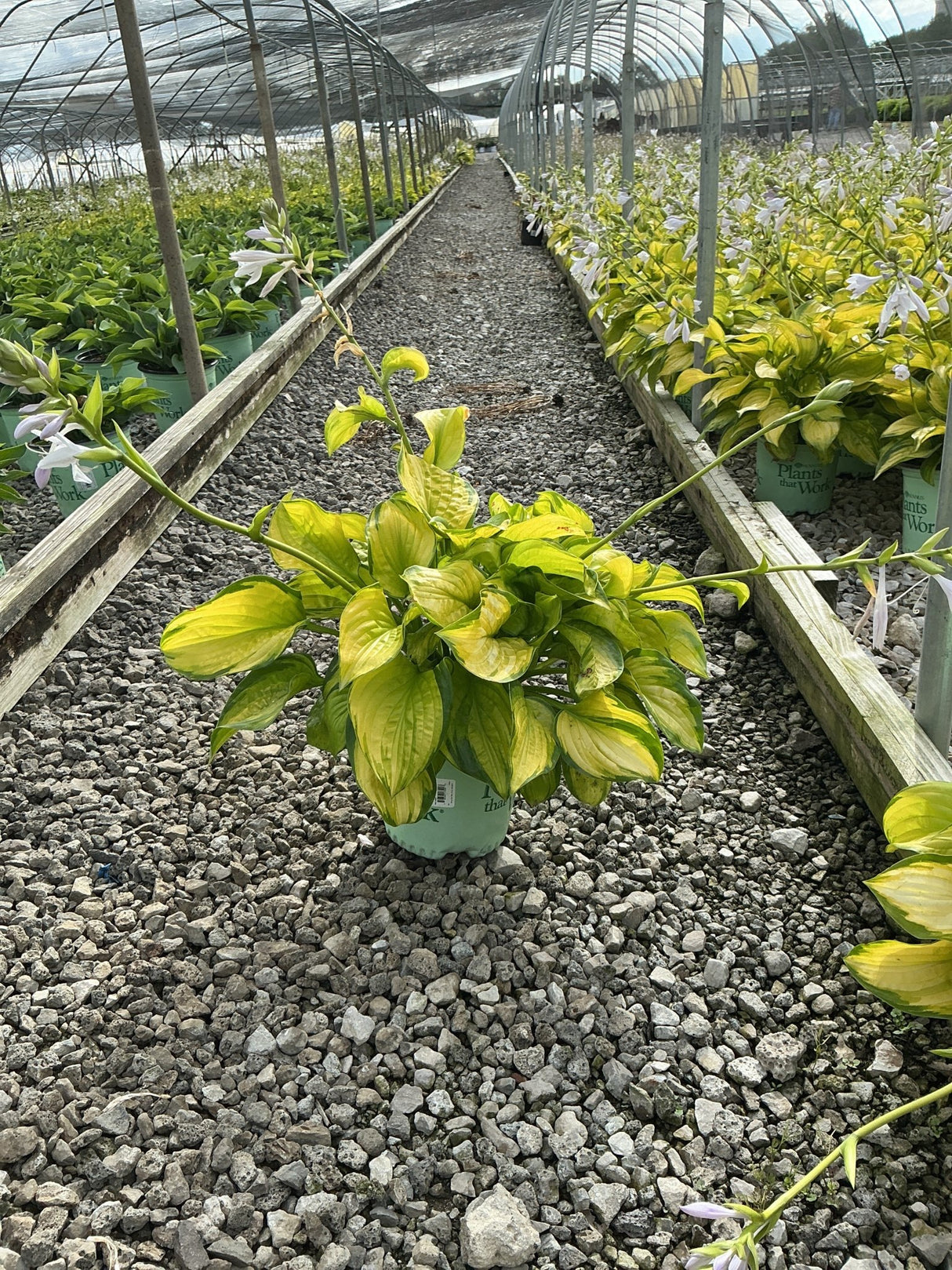 Stained Glass Hosta in a #1 container displaying bright gold and green variegated foliage with emerging flower stalks in a greenhouse.