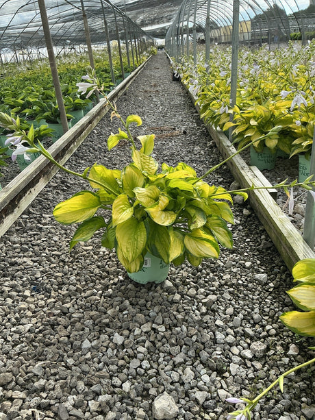Stained Glass Hosta in a #1 container displaying bright gold and green variegated foliage with emerging flower stalks in a greenhouse.