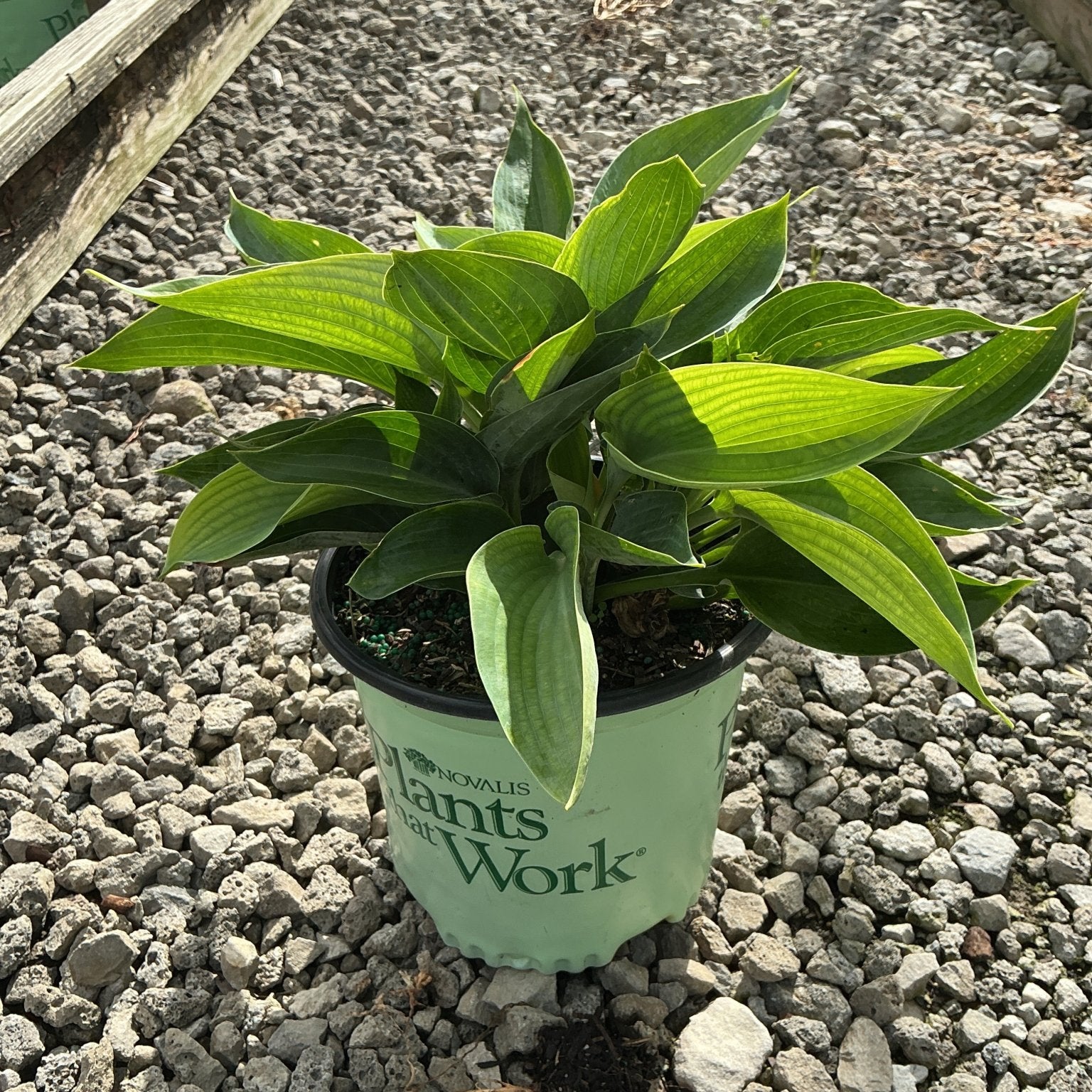 Abiqua Drinking Gourd Hosta growing in a #1 nursery container, showing lush green lance-shaped foliage.