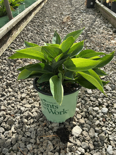 Abiqua Drinking Gourd Hosta growing in a #1 nursery container, showing lush green lance-shaped foliage.