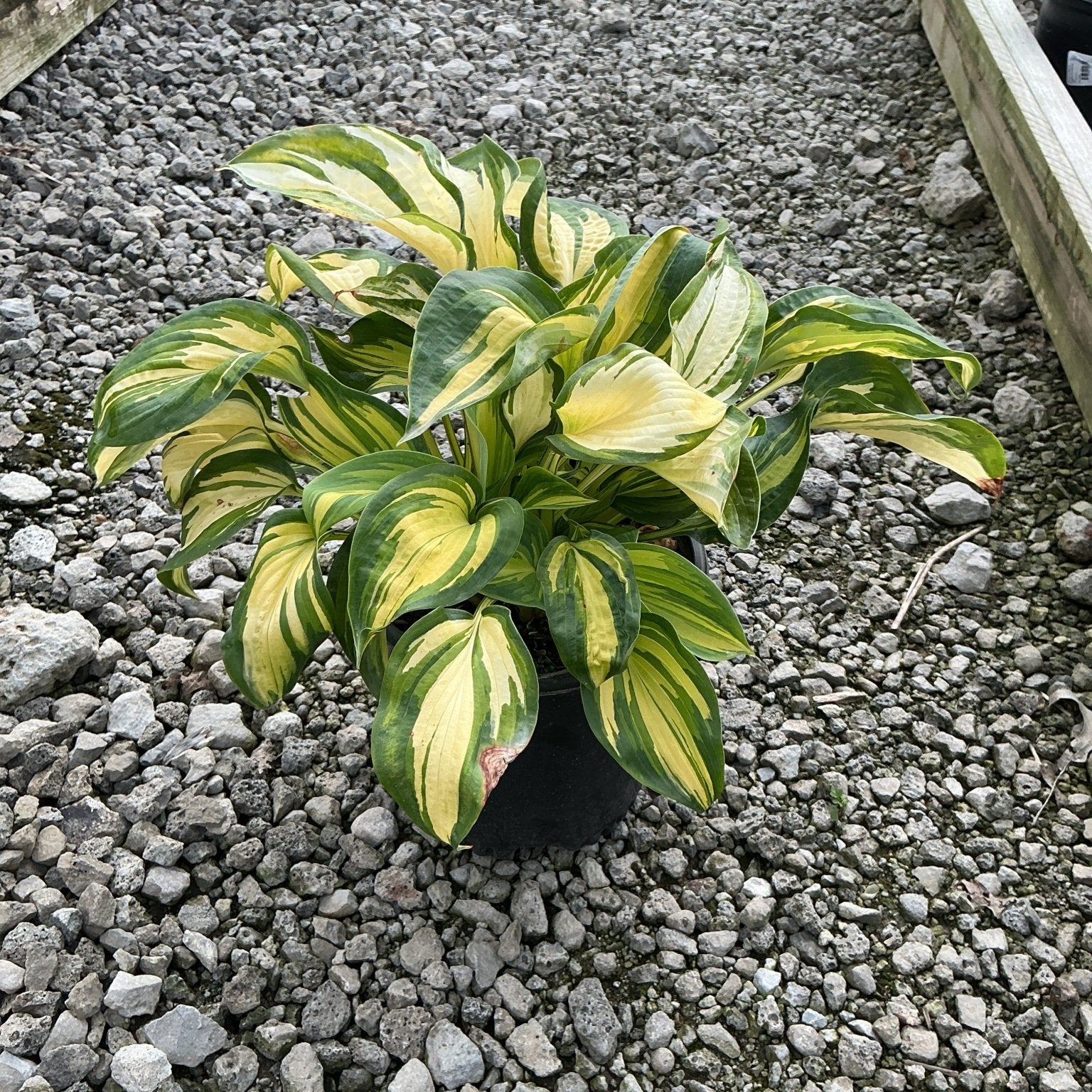Great Expectations Hosta in a black nursery container, showing bold green and creamy yellow variegated foliage.