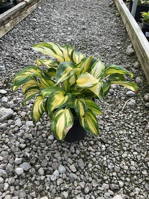 Great Expectations Hosta in a black nursery container, showing bold green and creamy yellow variegated foliage.