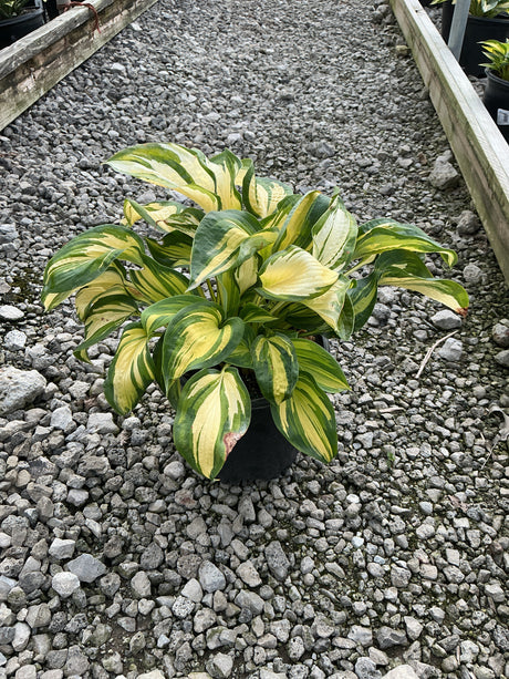 Great Expectations Hosta in a black nursery container, showing bold green and creamy yellow variegated foliage.