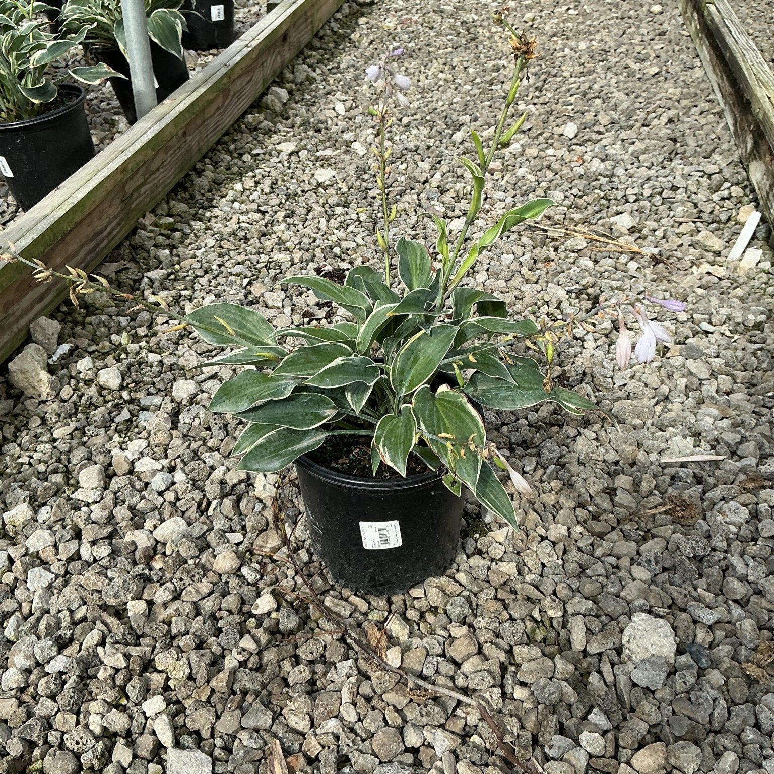 First Frost Hosta in a #1 container showing green leaves with creamy white margins and tall lavender flower stalks.