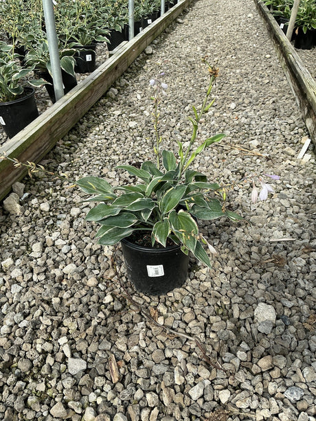 First Frost Hosta in a #1 container showing green leaves with creamy white margins and tall lavender flower stalks.