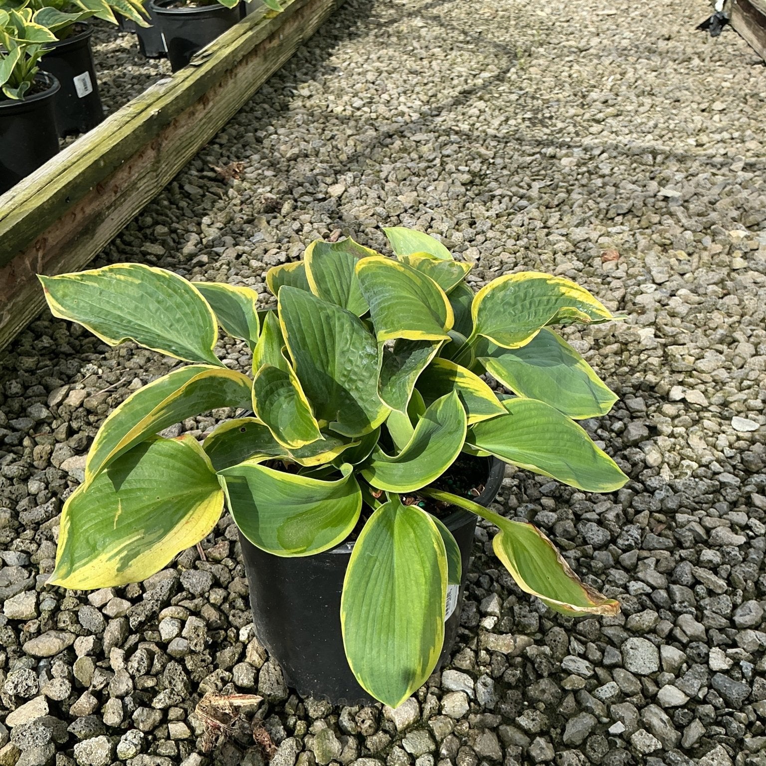 Frances Williams Hosta in a #1 container showing green leaves with golden-yellow margins at a nursery.
