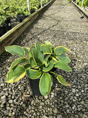 Frances Williams Hosta in a #1 container showing green leaves with golden-yellow margins at a nursery.