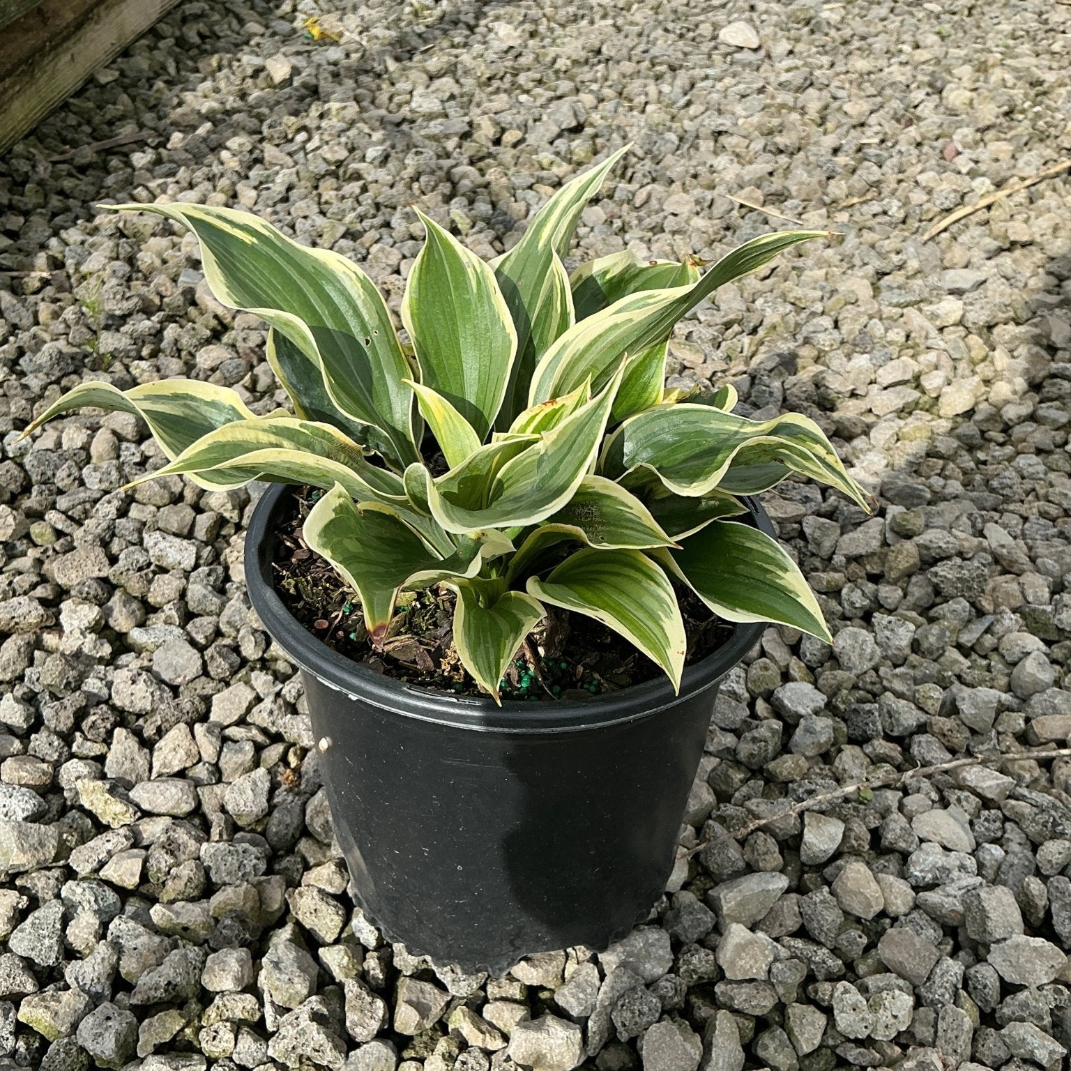 Hosta Liberty growing in a black nursery container, showing green leaves with creamy yellow variegated margins.