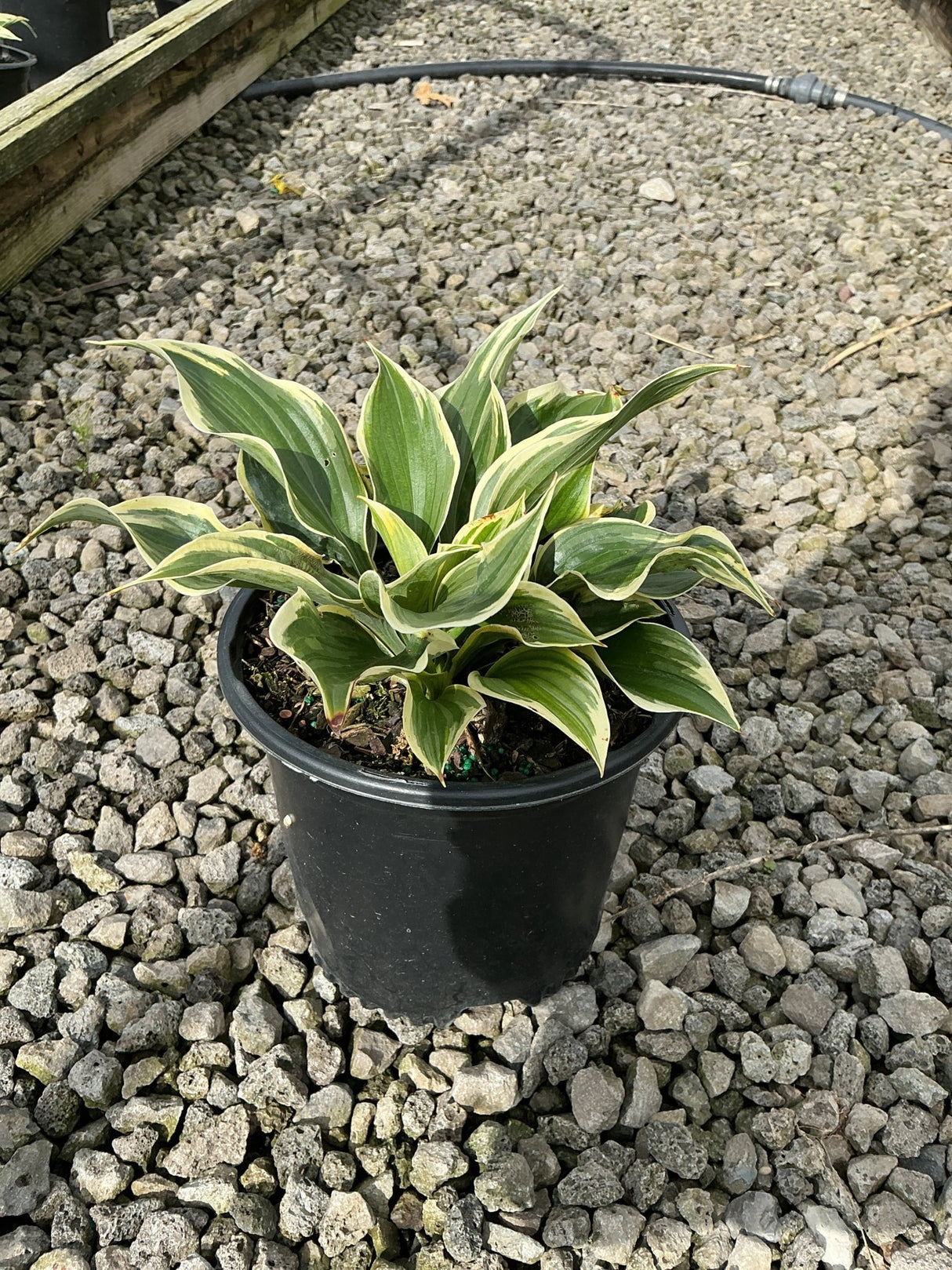 Hosta Liberty growing in a black nursery container, showing green leaves with creamy yellow variegated margins.