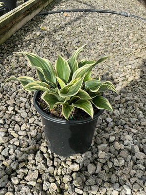 Hosta Liberty growing in a black nursery container, showing green leaves with creamy yellow variegated margins.