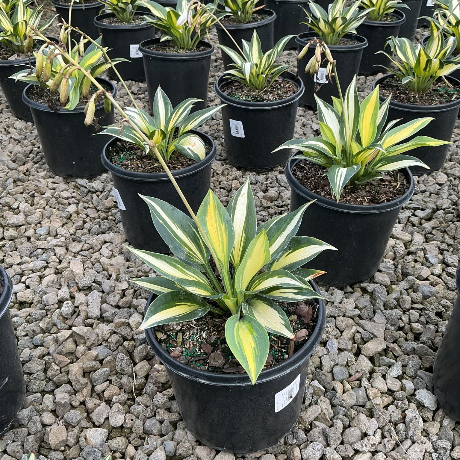 June Hosta plants with green and yellow variegated foliage growing in black nursery containers on gravel.