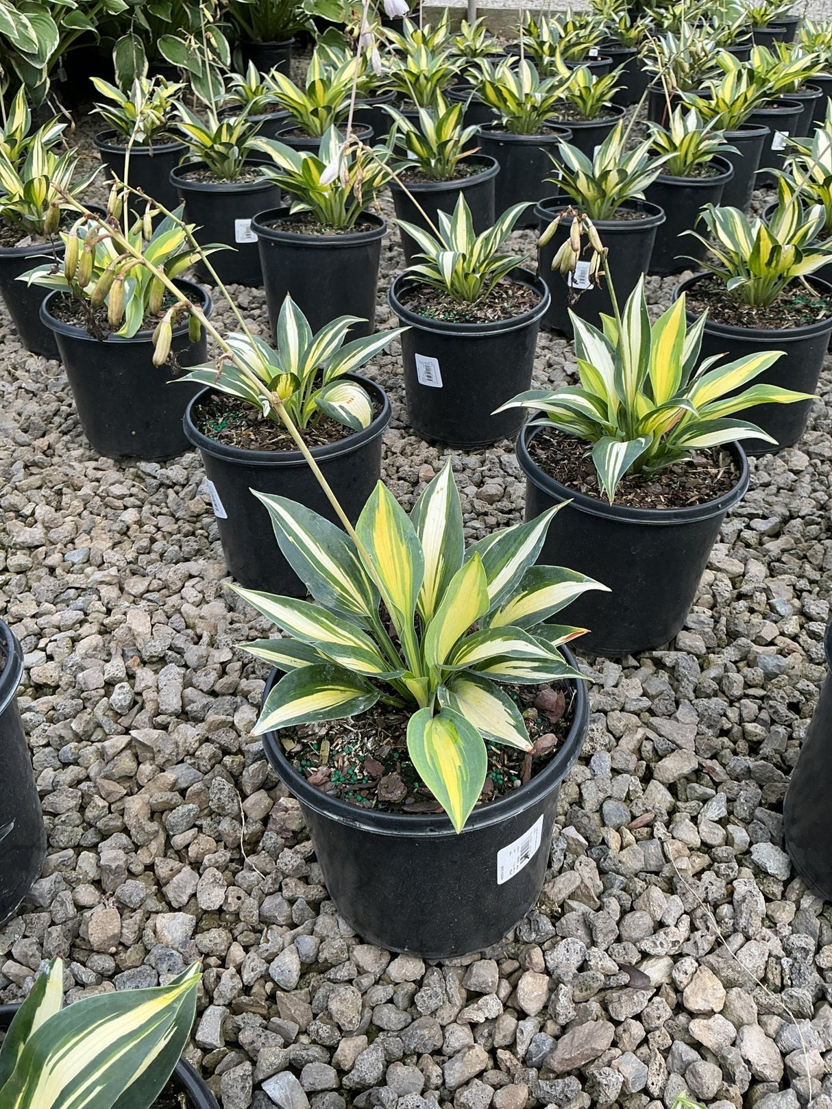 June Hosta plants with green and yellow variegated foliage growing in black nursery containers on gravel.
