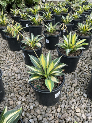 June Hosta plants with green and yellow variegated foliage growing in black nursery containers on gravel.
