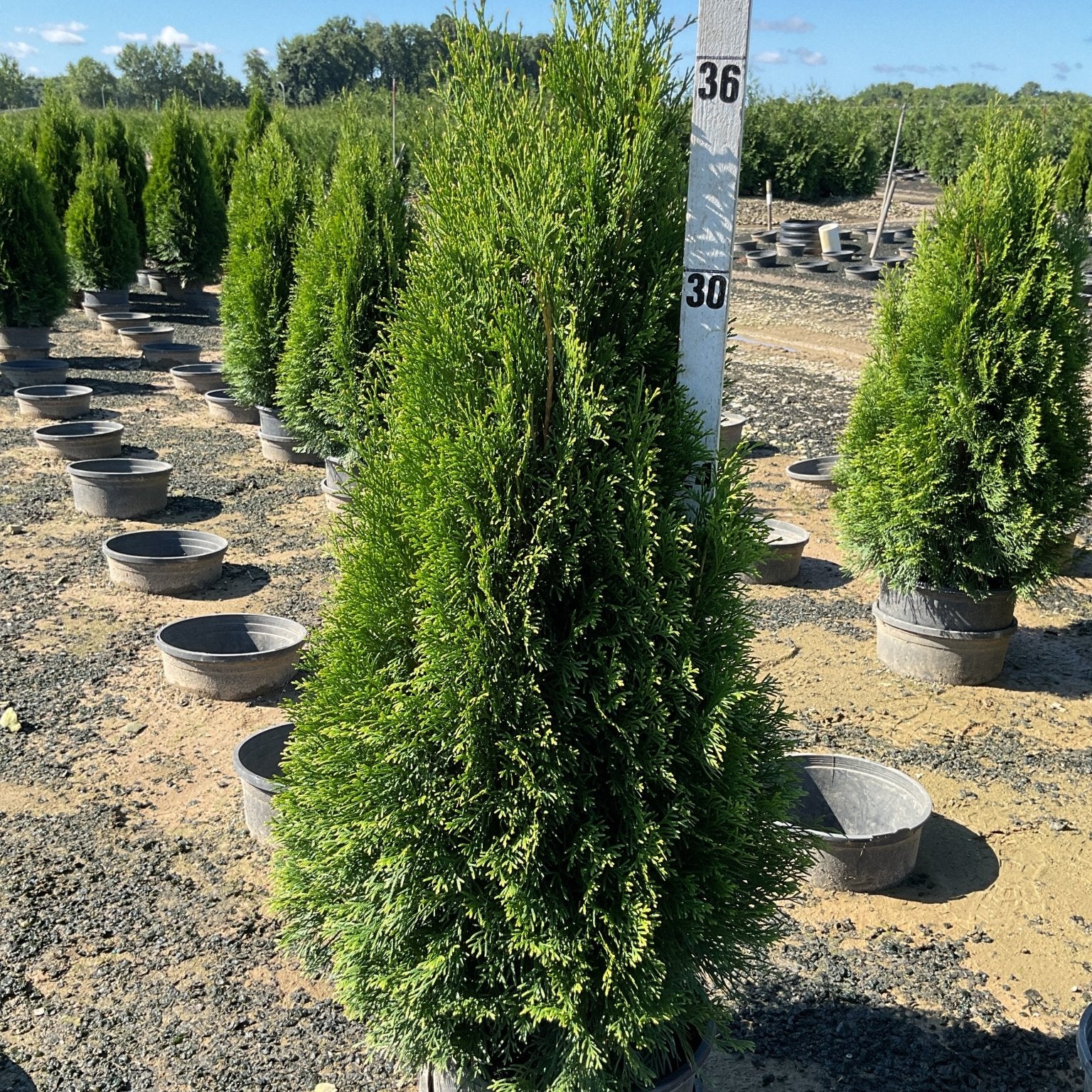 Emerald Green Arborvitae trees in nursery containers at a growing facility, with a height measuring pole showing approximately 36 inches.