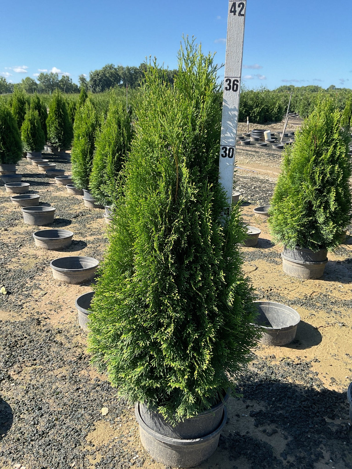 Emerald Green Arborvitae trees in nursery containers at a growing facility, with a height measuring pole showing approximately 36 inches.