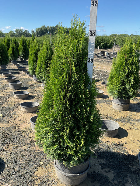 Emerald Green Arborvitae trees in nursery containers at a growing facility, with a height measuring pole showing approximately 36 inches.