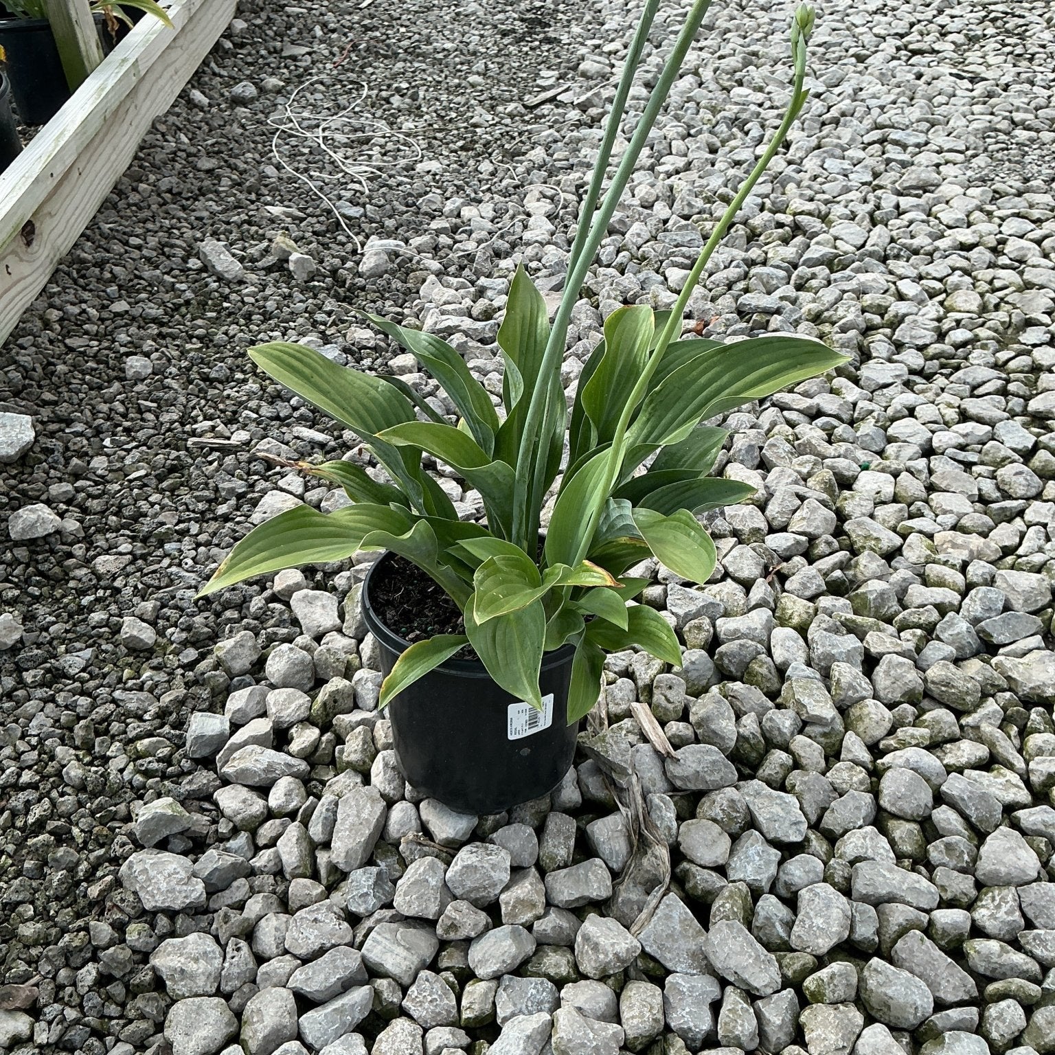 Krossa Regal Hosta in a #1 black nursery container with tall flower scapes rising above broad green foliage, set on gravel.