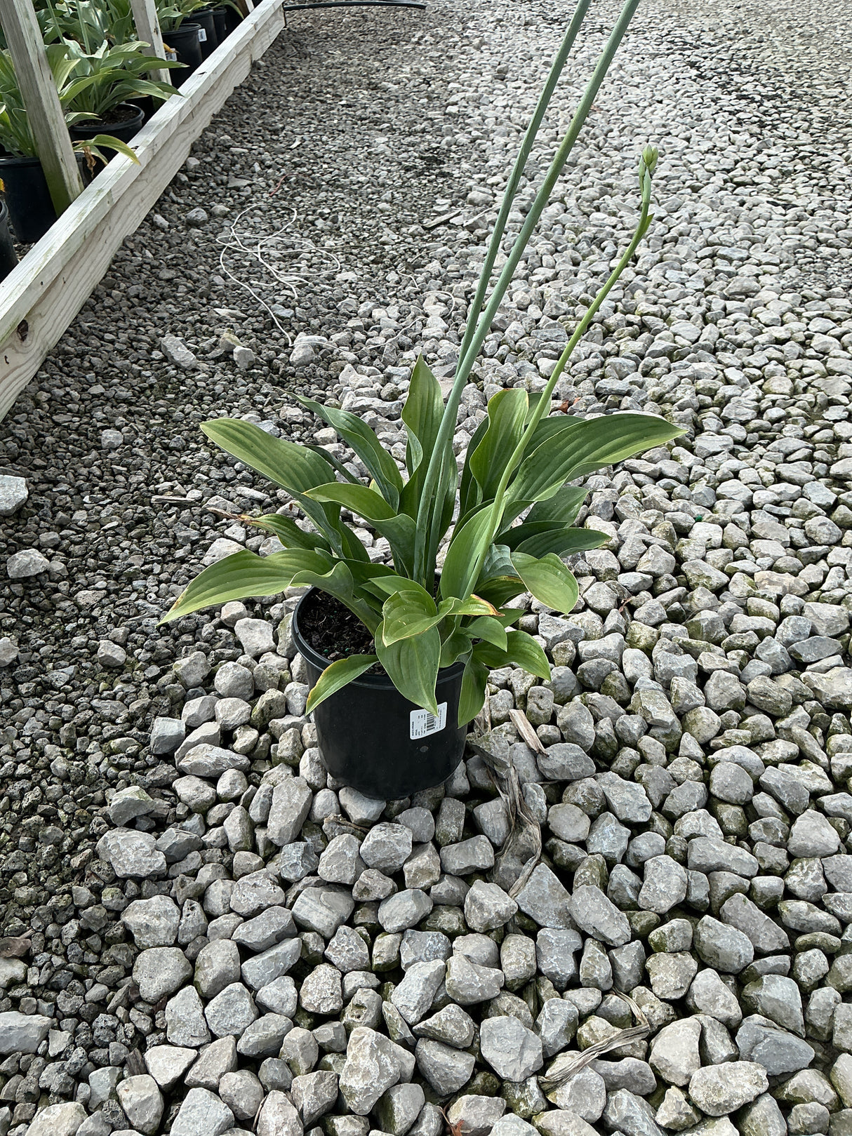 Krossa Regal Hosta in a #1 black nursery container with tall flower scapes rising above broad green foliage, set on gravel.