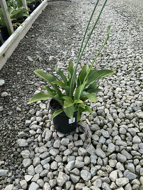 Krossa Regal Hosta in a #1 black nursery container with tall flower scapes rising above broad green foliage, set on gravel.
